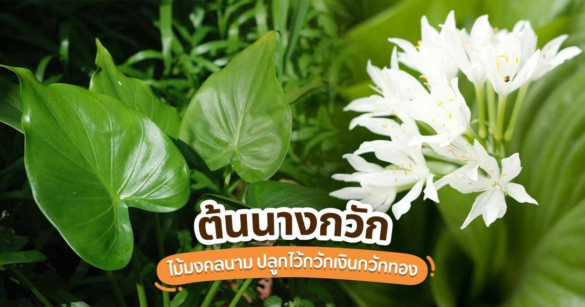ต้นนางกวักให้โชคให้หวย